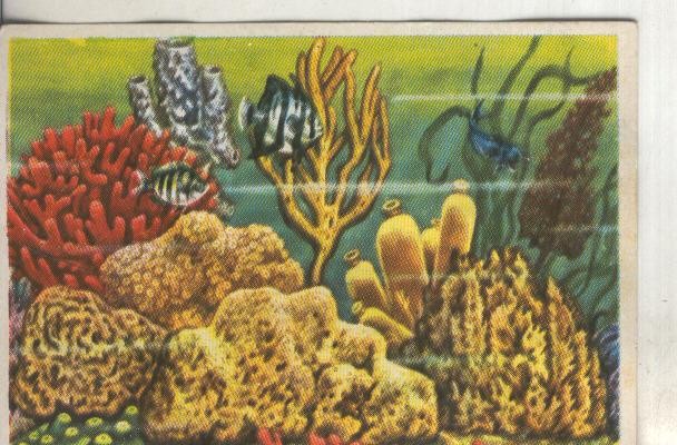 Cromos: Historia Natural numero 090