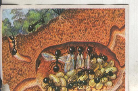 Cromos: Historia Natural numero 091
