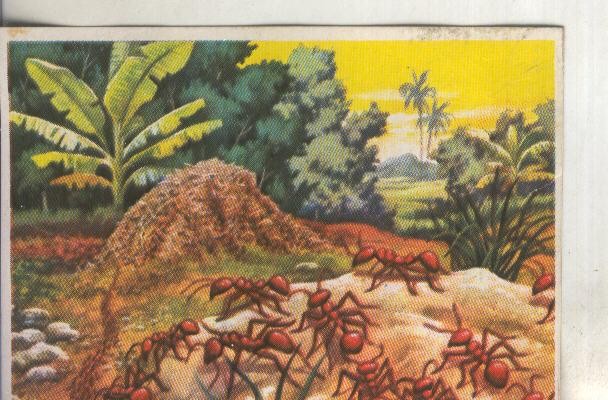 Cromos: Historia Natural numero 092