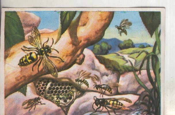 Cromos: Historia Natural numero 093