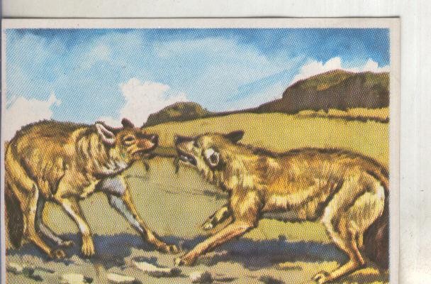 Cromos: Historia Natural numero 094