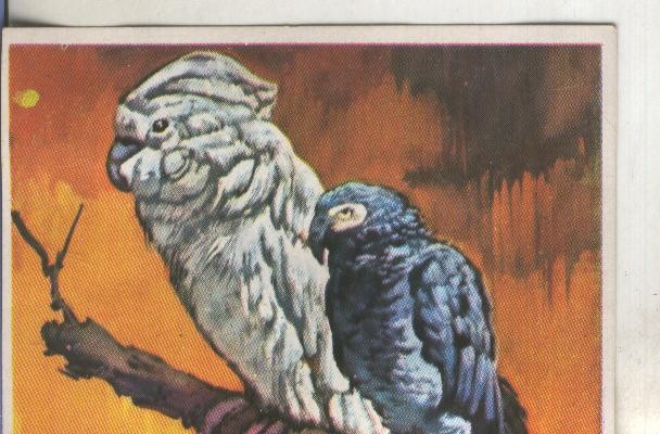 Cromos: Historia Natural numero 096