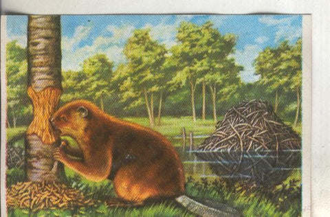 Cromos: Historia Natural numero 097