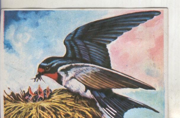 Cromos: Historia Natural numero 099