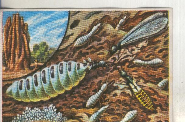Cromos: Historia Natural numero 100