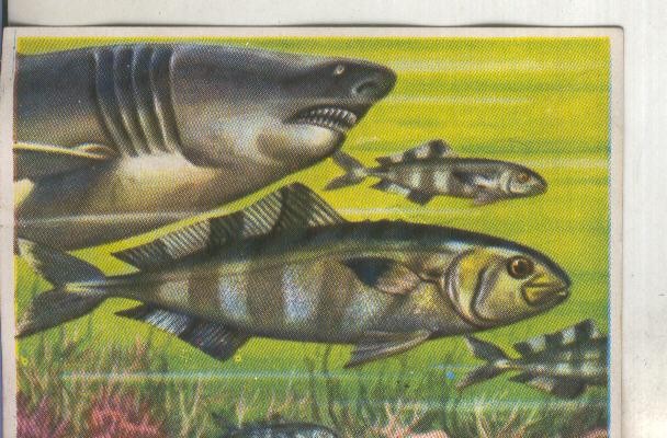 Cromos: Historia Natural numero 101