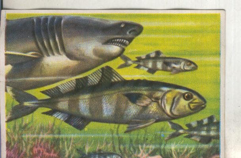 Cromos: Historia Natural numero 101