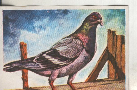 Cromos: Historia Natural numero 103