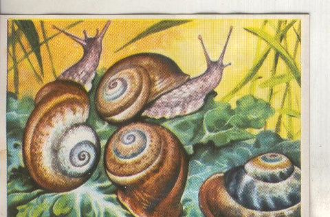Cromos: Historia Natural numero 105