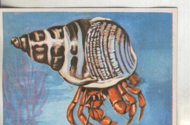 Cromos: Historia Natural numero 106