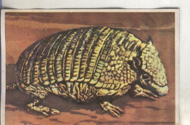 Cromos: Historia Natural numero 107