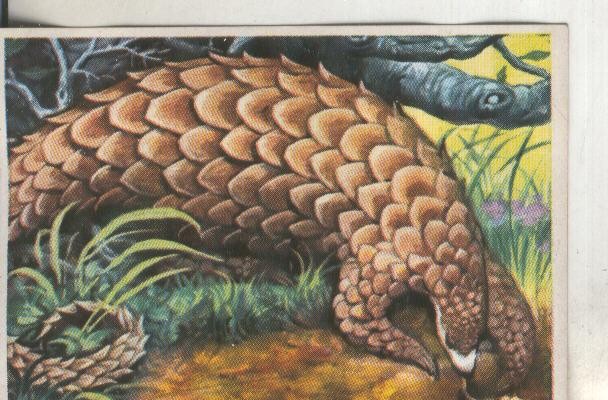 Cromos: Historia Natural numero 108