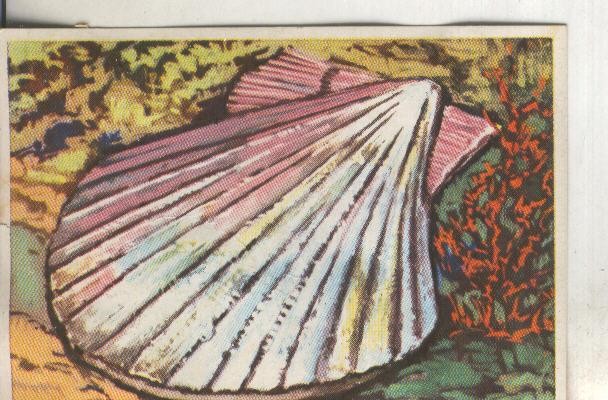 Cromos: Historia Natural numero 109