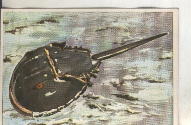 Cromos: Historia Natural numero 110