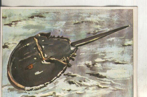Cromos: Historia Natural numero 110