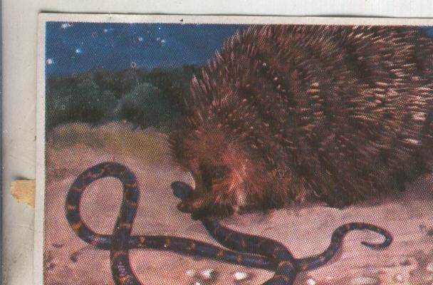 Cromos: Historia Natural numero 111