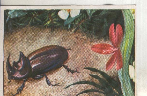 Cromos: Historia Natural numero 113