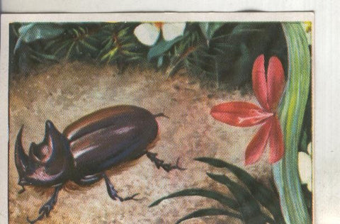 Cromos: Historia Natural numero 113