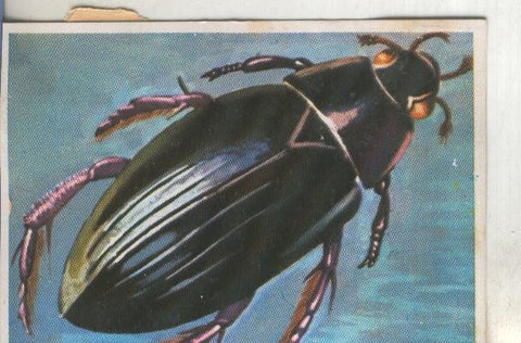 Cromos: Historia Natural numero 114