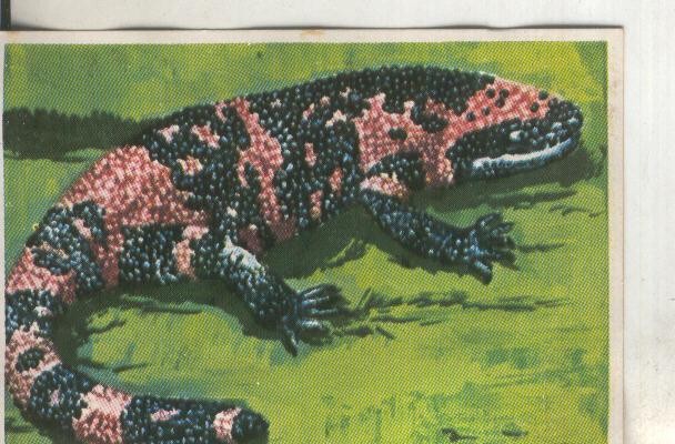 Cromos: Historia Natural numero 116