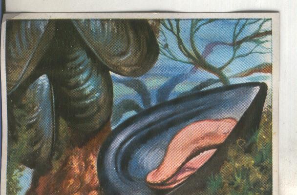 Cromos: Historia Natural numero 117
