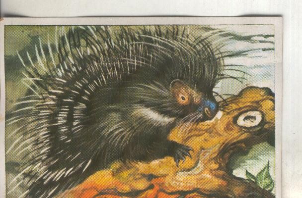 Cromos: Historia Natural numero 118