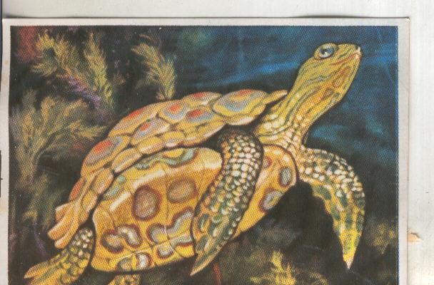 Cromos: Historia Natural numero 120