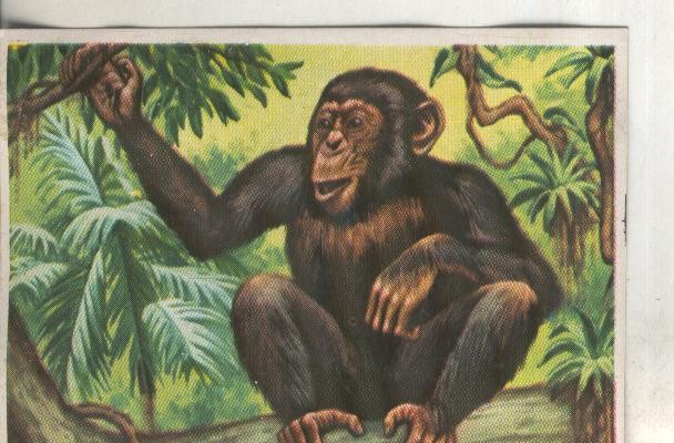 Cromos: Historia Natural numero 121