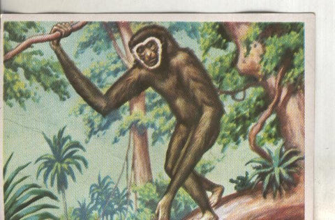 Cromos: Historia Natural numero 122