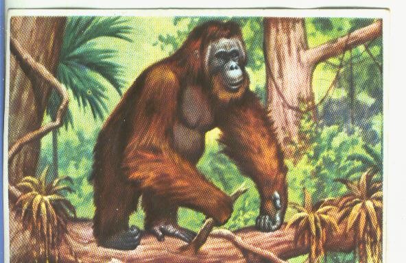Cromos: Historia Natural numero 123
