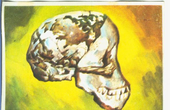 Cromos: Historia Natural numero 128