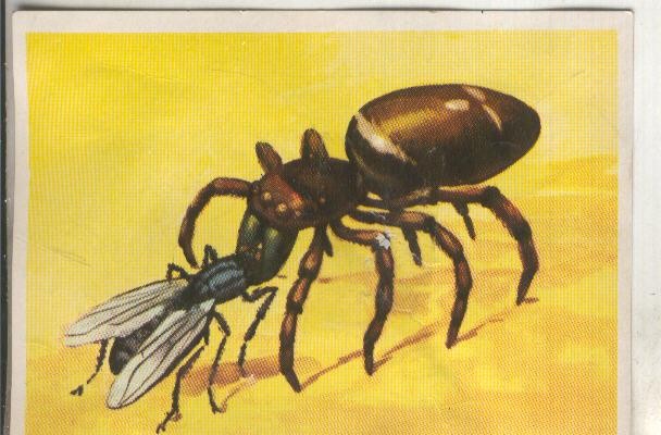 Cromos: Historia Natural numero 130