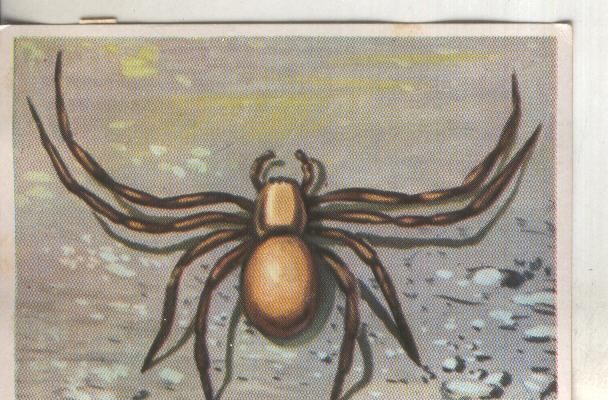 Cromos: Historia Natural numero 133