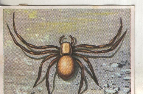 Cromos: Historia Natural numero 133