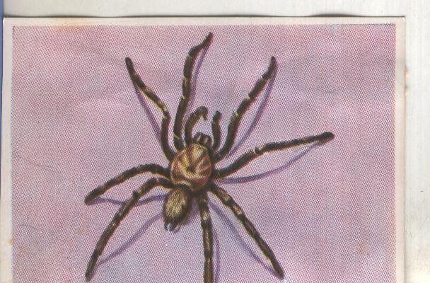 Cromos: Historia Natural numero 134