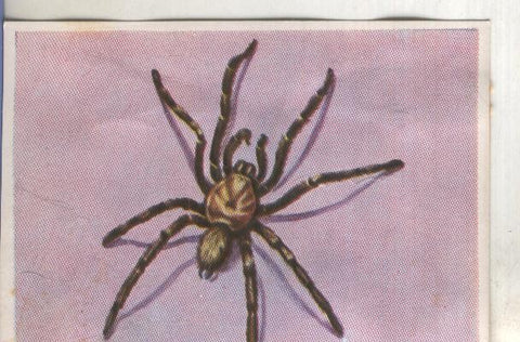 Cromos: Historia Natural numero 134
