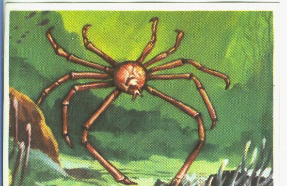 Cromos: Historia Natural numero 137