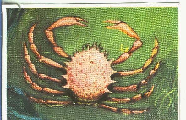 Cromos: Historia Natural numero 138
