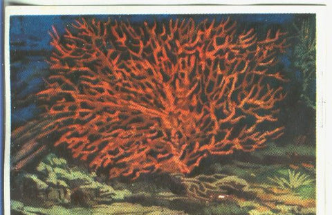 Cromos: Historia Natural numero 145