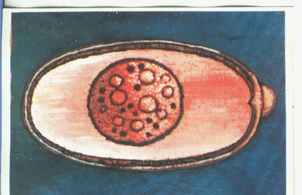 Cromos: Historia Natural numero 146