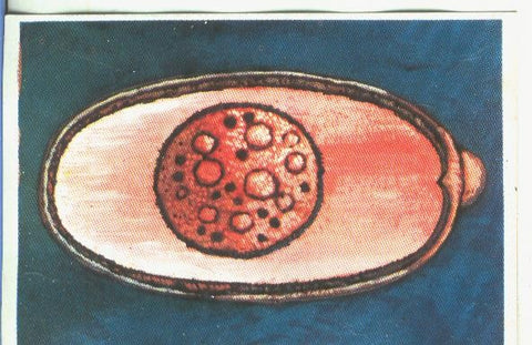 Cromos: Historia Natural numero 146