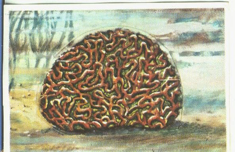Cromos: Historia Natural numero 147