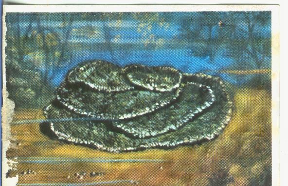 Cromos: Historia Natural numero 148