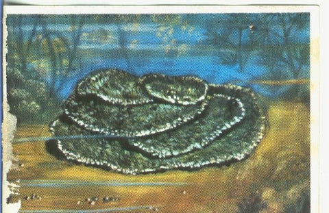 Cromos: Historia Natural numero 148