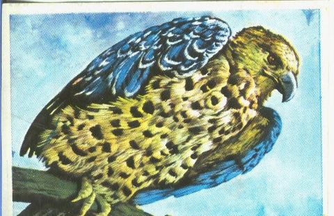 Cromos: Historia Natural numero 153