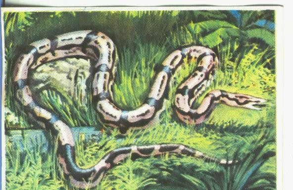 Cromos: Historia Natural numero 154