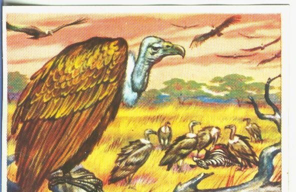 Cromos: Historia Natural numero 156