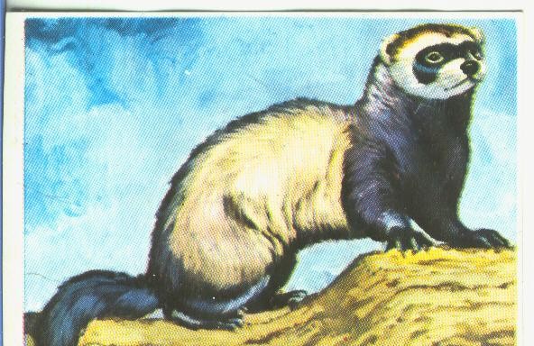 Cromos: Historia Natural numero 161