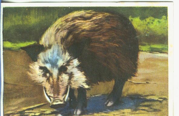 Cromos: Historia Natural numero 162