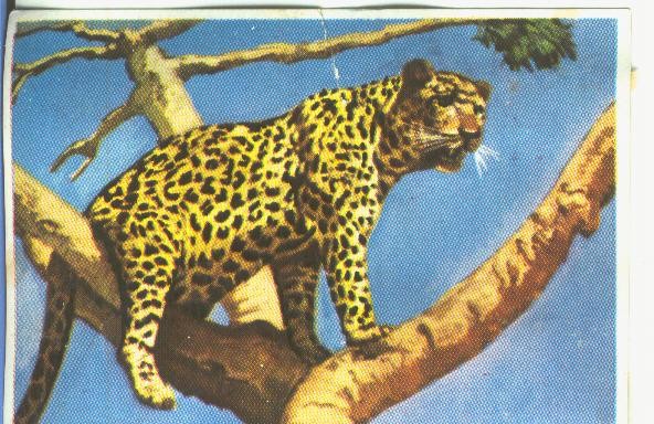 Cromos: Historia Natural numero 165